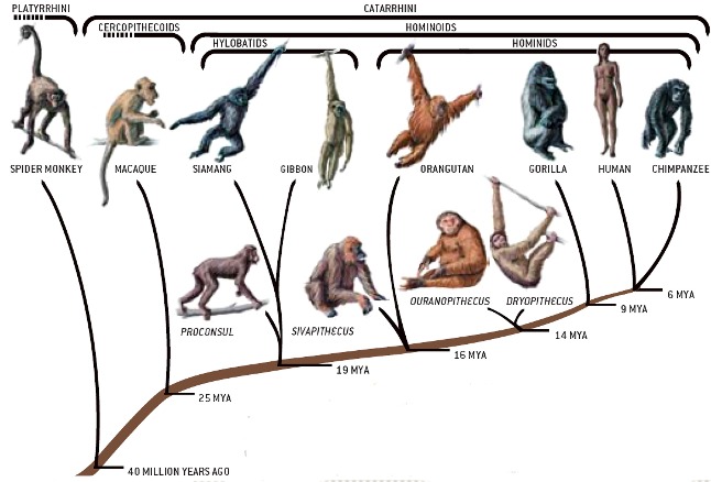 Primates evolution
