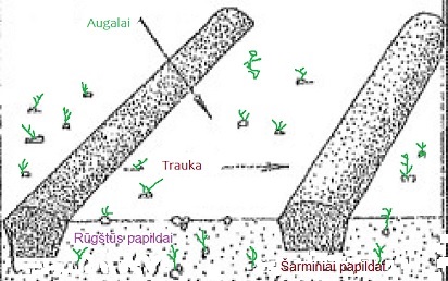 Mineralini tr juostos