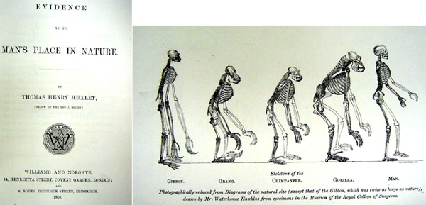 Australian wona, Drawing by Huxley