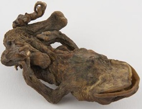 Išdžiovinta varlė