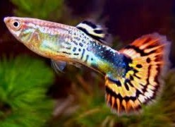 Gupis (Poecilia reticulata)