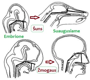 Kampas tarp veido ir kaukols pagrindo