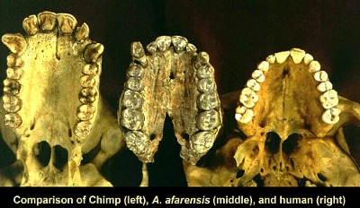 Teeth of Australopithecus Afarensis