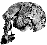 Homo habilis