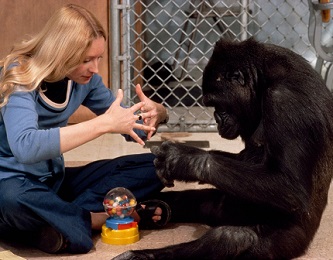 Amslenas su gorila Koko
