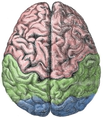 Brain Structure: foldings