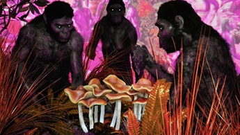 Beždžionės ir grybai