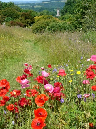 Wild flowers at Meadow