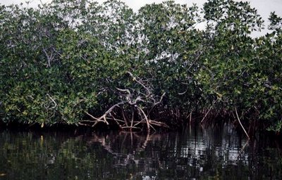 Mangrov Gambijoje
