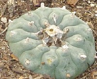 Peyote cactus