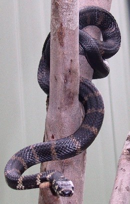 snake in tree