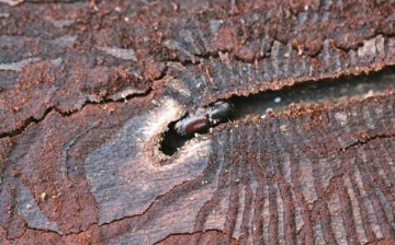 Medgris. Carperter Moth