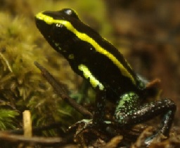 Auksajuostė lapalaipė varlė